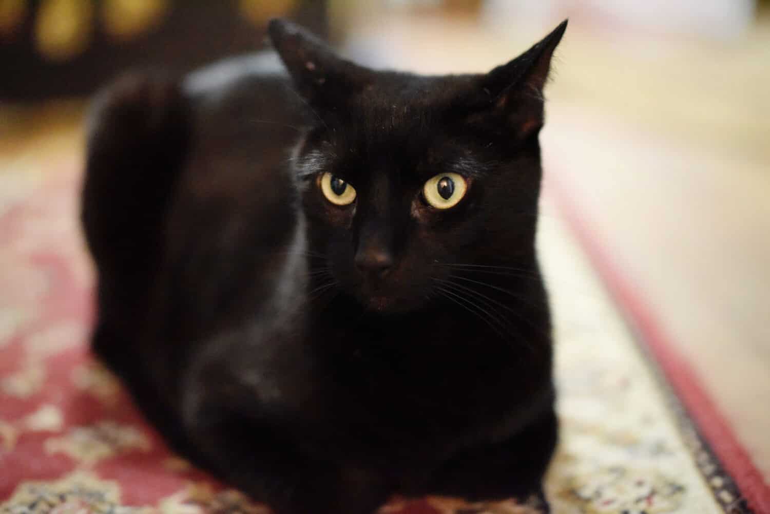 Gatto nero vigile ma rilassato.