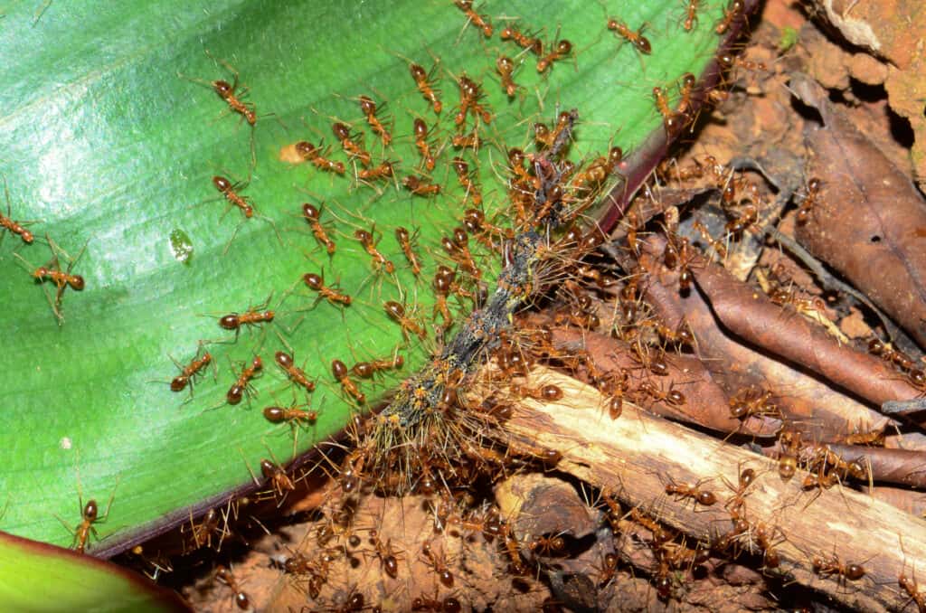 Colonia di formiche pazze gialle