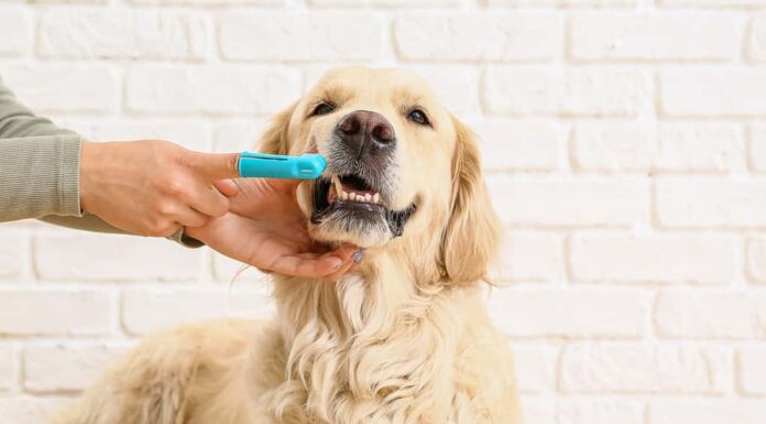 Lavarsi i denti del cane: 7 consigli per mantenere la salute orale del tuo cucciolo
