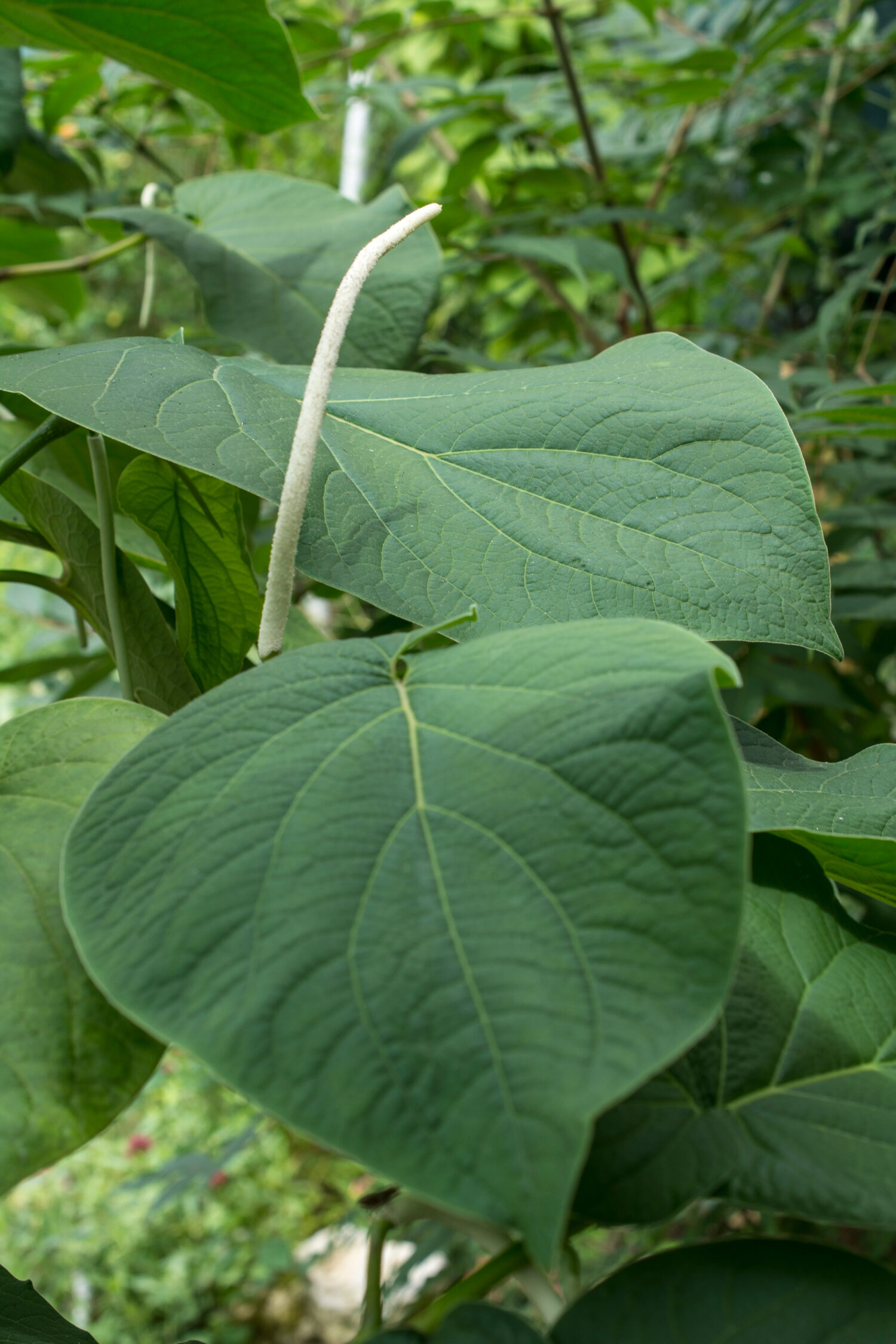 Grandi foglie di falso kava
