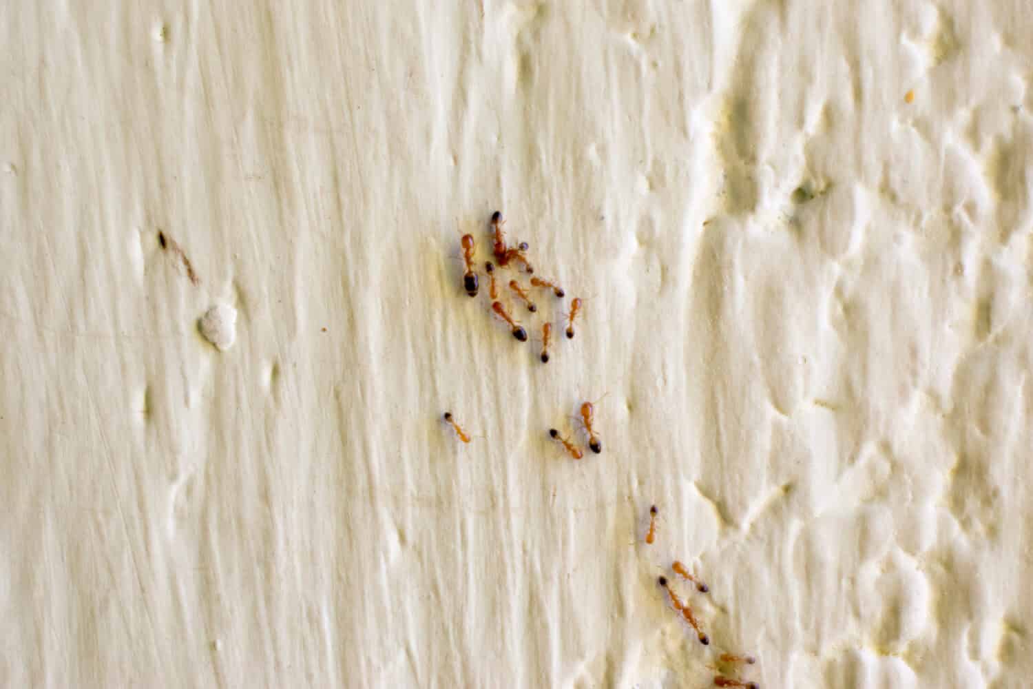 piccolo gruppo di formiche di fuoco sulla parete della casa dei parassiti interni