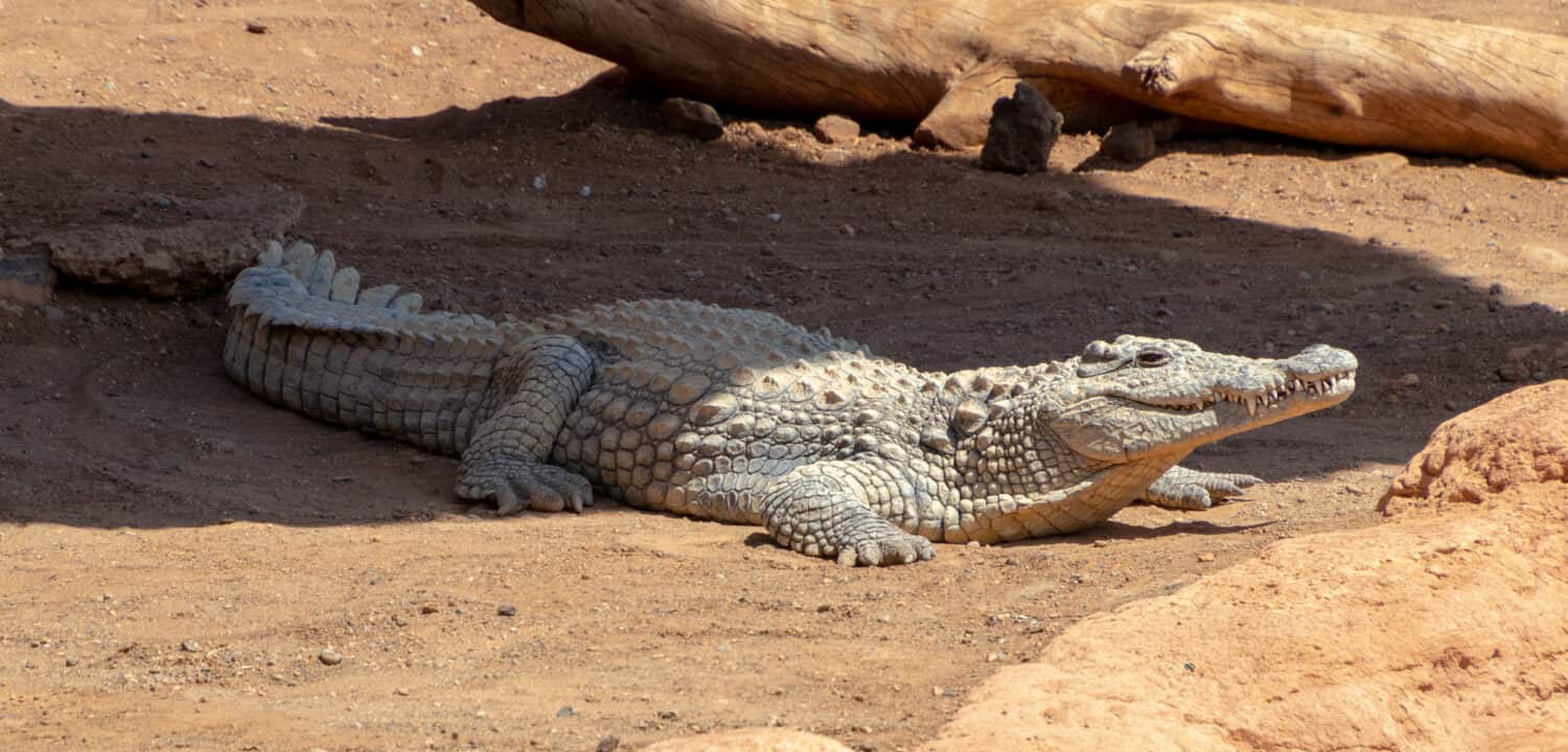 Un'inquadratura completa di un coccodrillo a terra che si crogiola al sole e si riposa mentre ci osserva