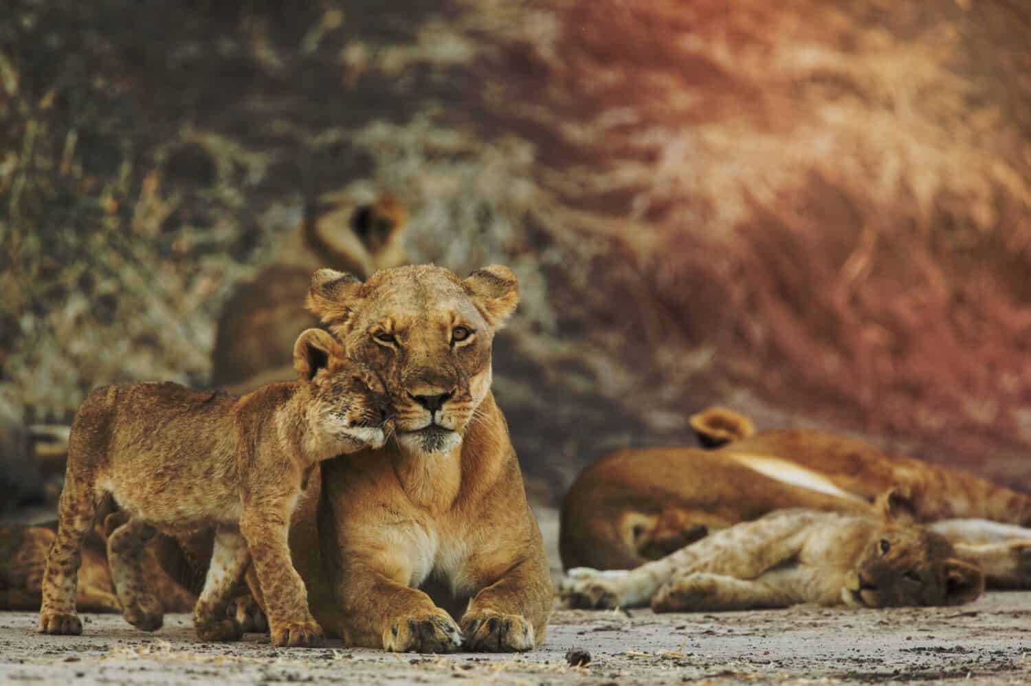 Leonessa Panthera leo con cucciolo