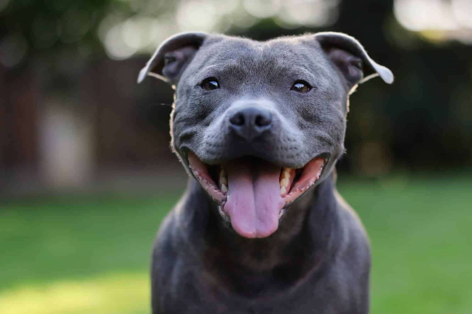 Ritratto ravvicinato di Staffordshire Bull Terrier inglese sorridente nel giardino.  Carino colpo alla testa del personale blu all'esterno.