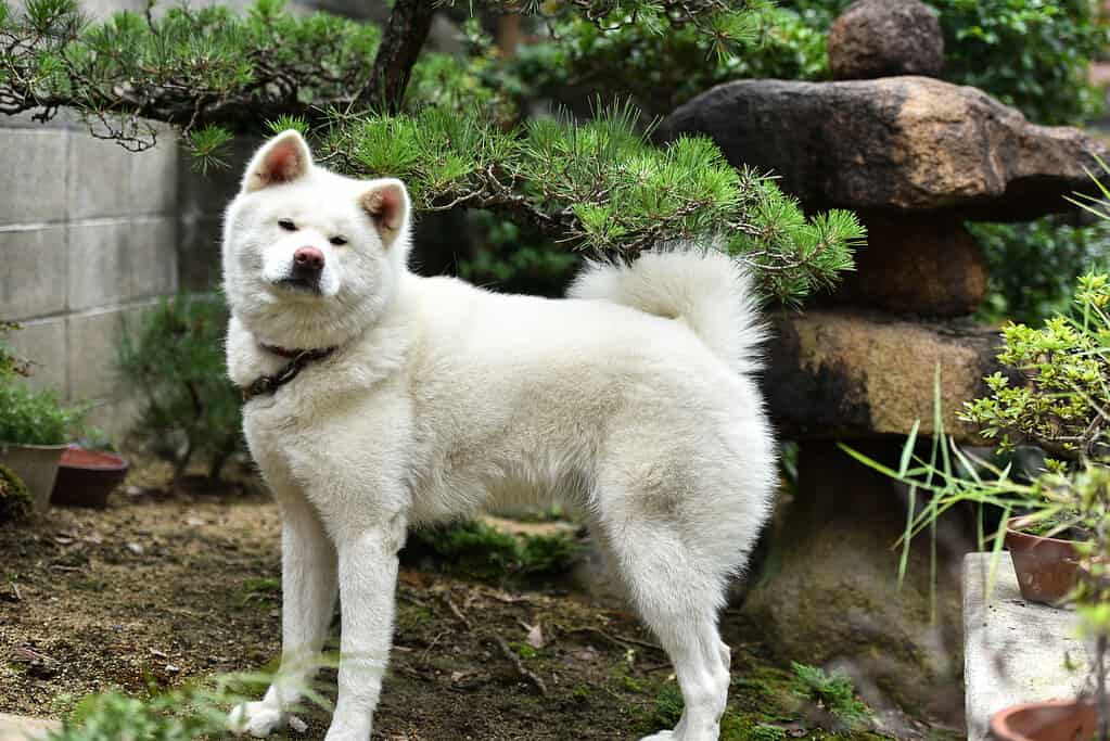 Cane Akita bianco