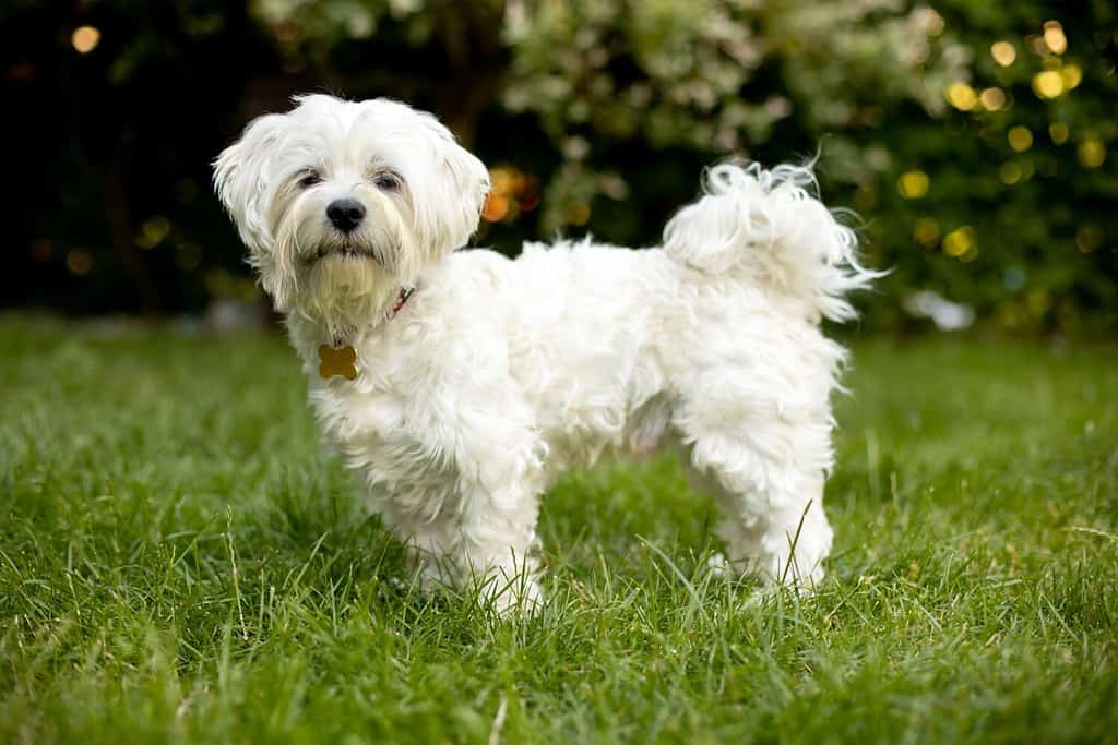 Cane maltese, animale domestico, cucciolo bianco in giardino, estate