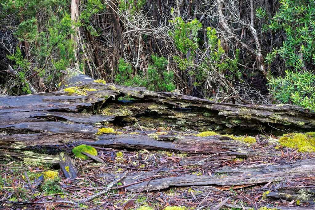 Muschi e licheni sul registro marcio sul suolo della foresta, Cradle Mountain - Lake St Clair National Park, Tasmania, Australia