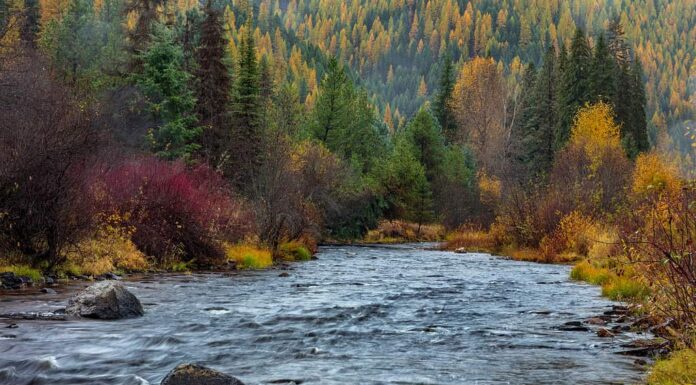 I migliori spot per nuotare nel Montana: laghi, fiumi e altro

