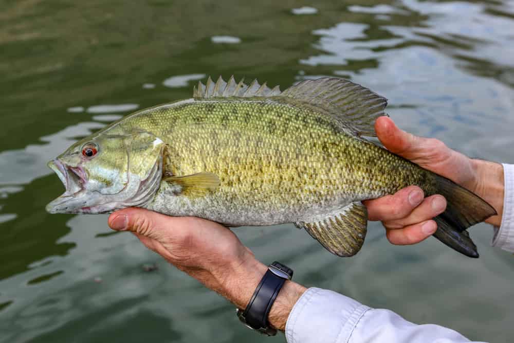 Smallmouth bass catturato e rilasciato nello Snake River, Idaho