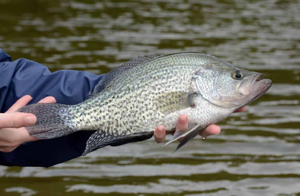 Pesce crappie catturato nel lago.