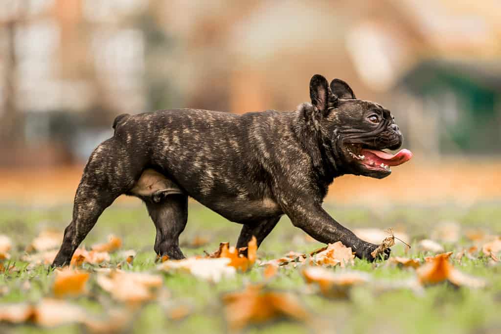 Bulldog francese scuro che corre o cammina con la bocca aperta e la lingua fuori. Un cucciolo di bulldog francese in un parco, un prato di campagna o un campo d'erba. Sfondo verde. Occhi chiari. Soleggiato ma autunnale