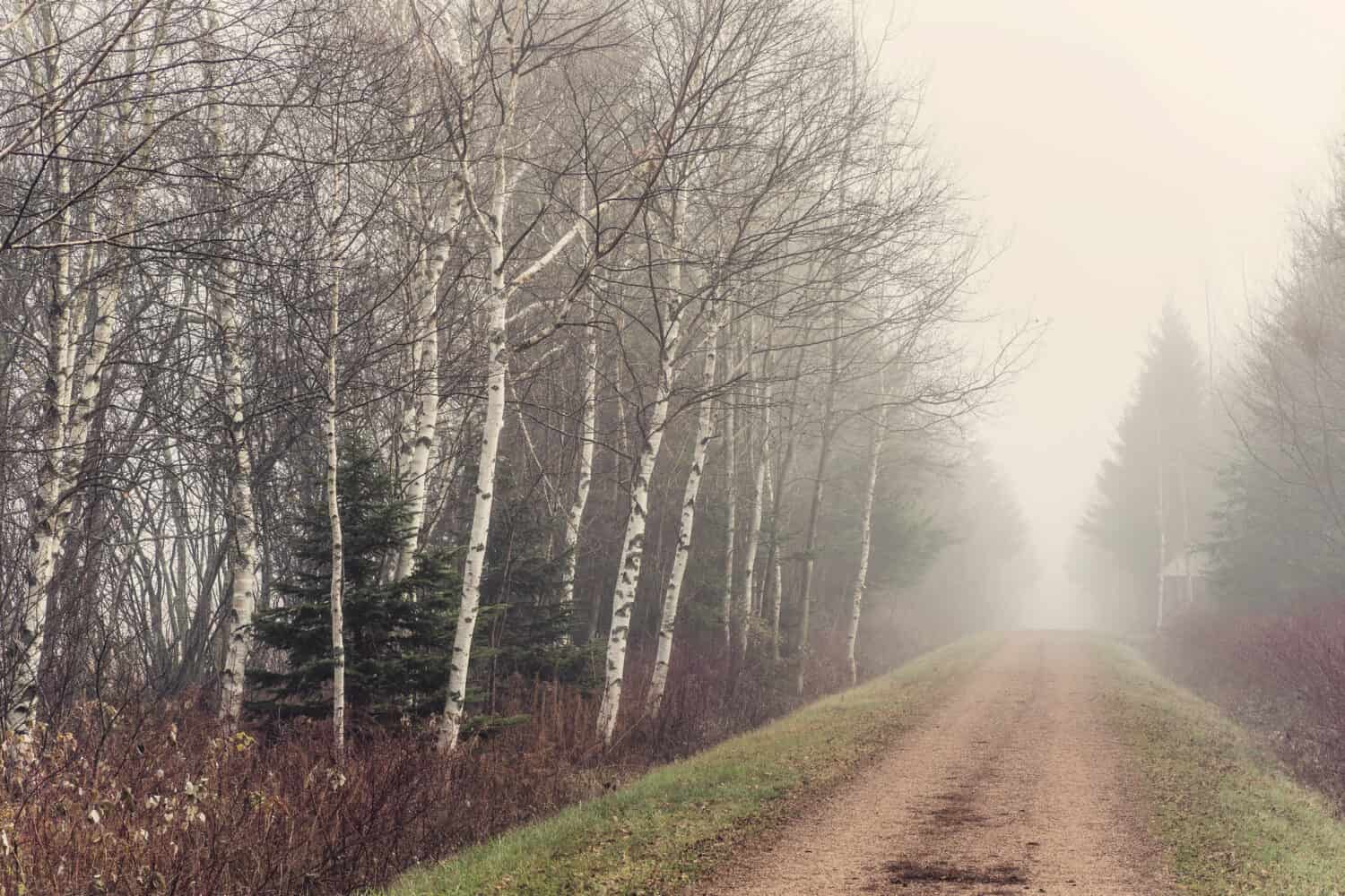 Il sentiero Trans Canada in una nebbiosa giornata di novembre.  Conosciuto anche come Confederation Trail.  Corre lungo l'Isola del Principe Edoardo, in Canada.