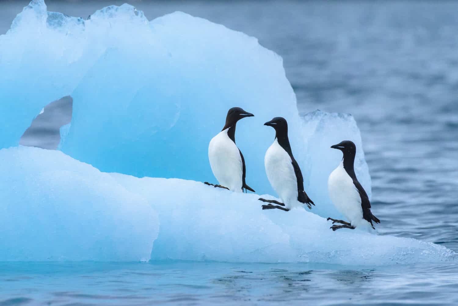 Norvegia, Svalbard, Spitsbergen, Alkefjellet.  Urie dal becco grosso appollaiate sul ghiaccio glaciale.