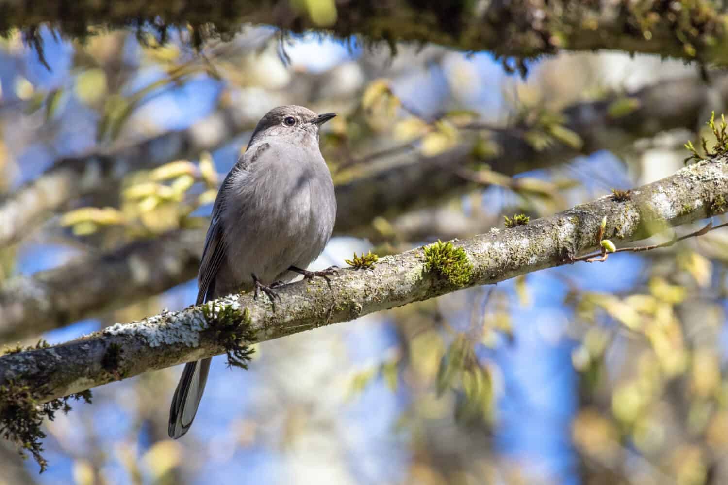 Solitario di Townsend a Vancouver British Columbia, Canada, Nord America