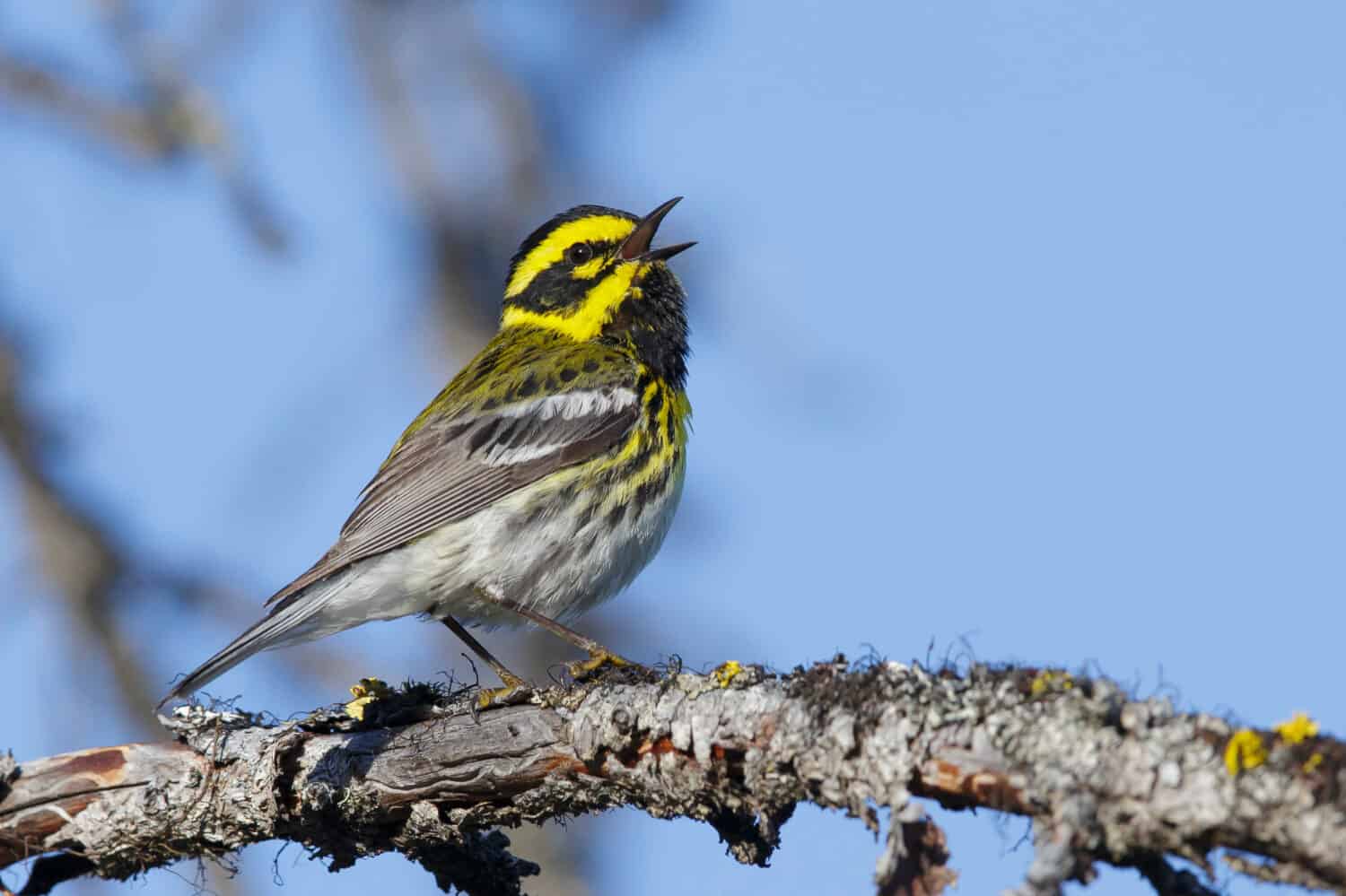 Maschio adulto Townsend's Warbler (Setophaga townsendi)Kamloops, British ColumbiaGiugno 2015