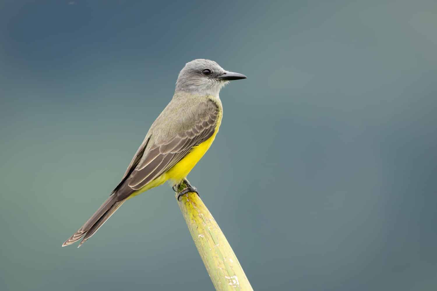 Kingbird tropicale appollaiato su una foglia di palma