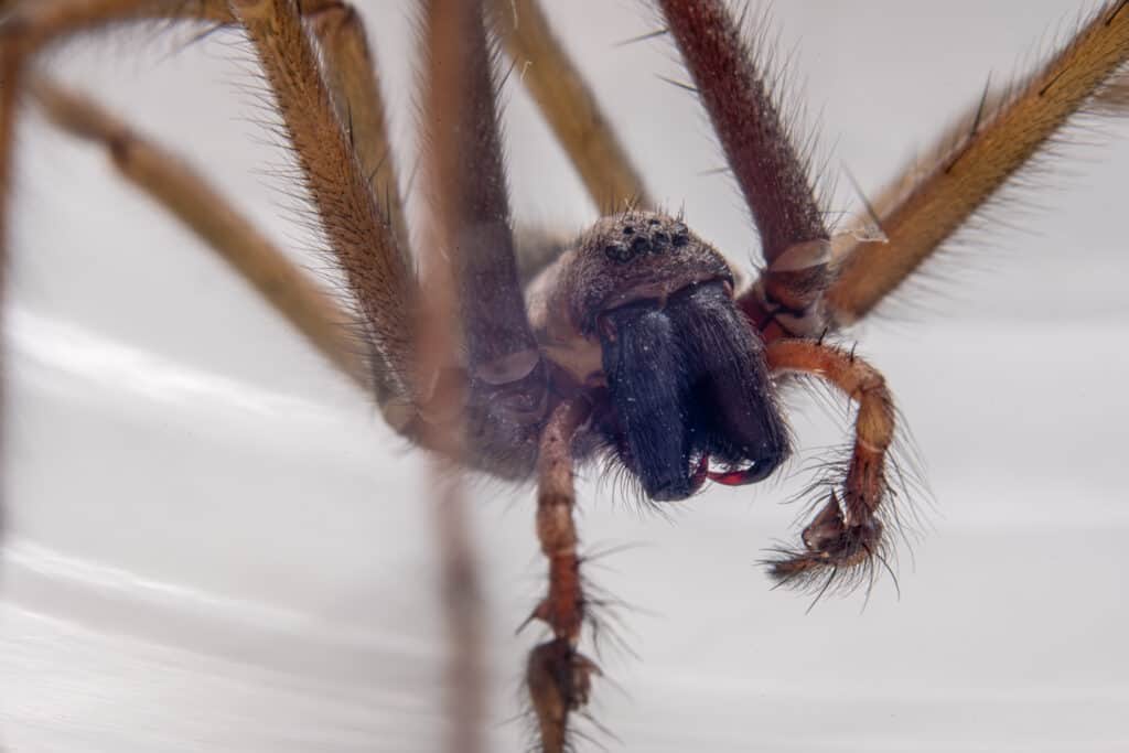 Primo piano a macroistruzione del ragno gigante della casa