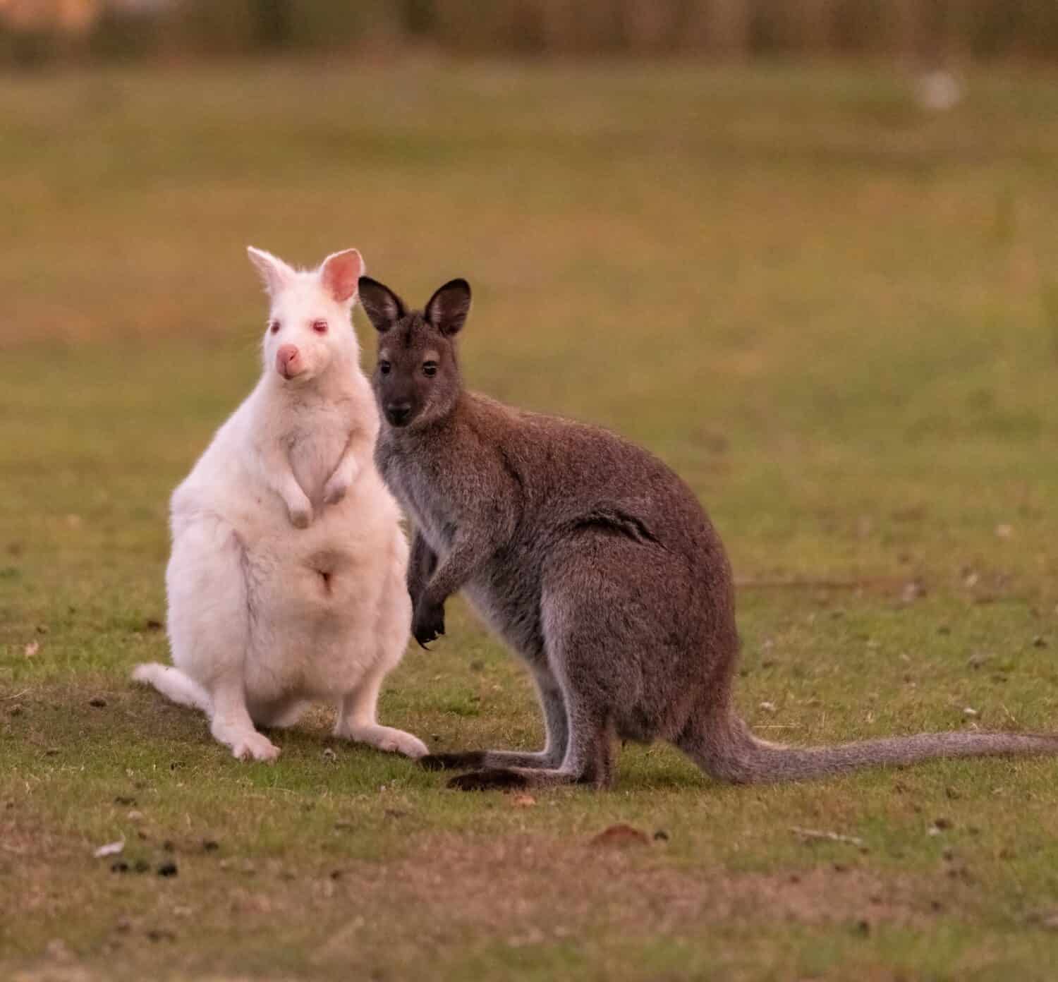 Un gruppo di wallaby e canguri, compresi i wallaby bianchi albini, che vagano sull'isola di Bruny, in Tasmania.