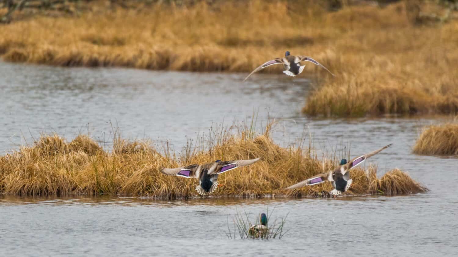 Anatre colorate in volo sopra il Nisqually Wildlife Refuge, che mostra la bellezza paesaggistica di Washington, USA