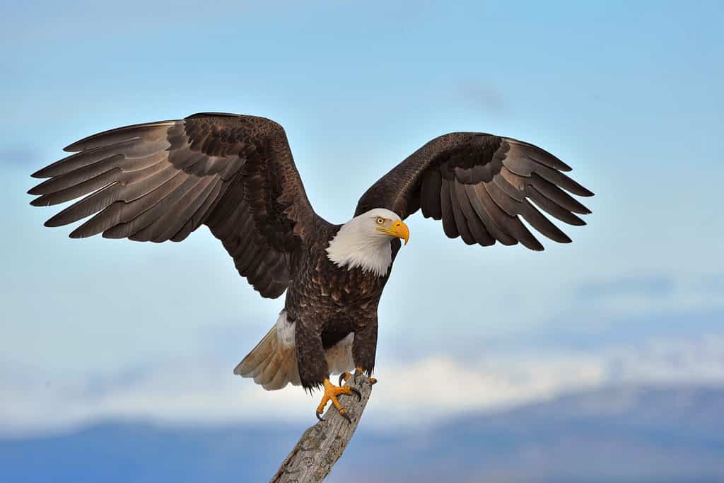Aquila calva americana con le ali spiegate e appollaiata su un ramo sullo sfondo della costa della regione di Kenai in Alaska lungo Cook Inlet