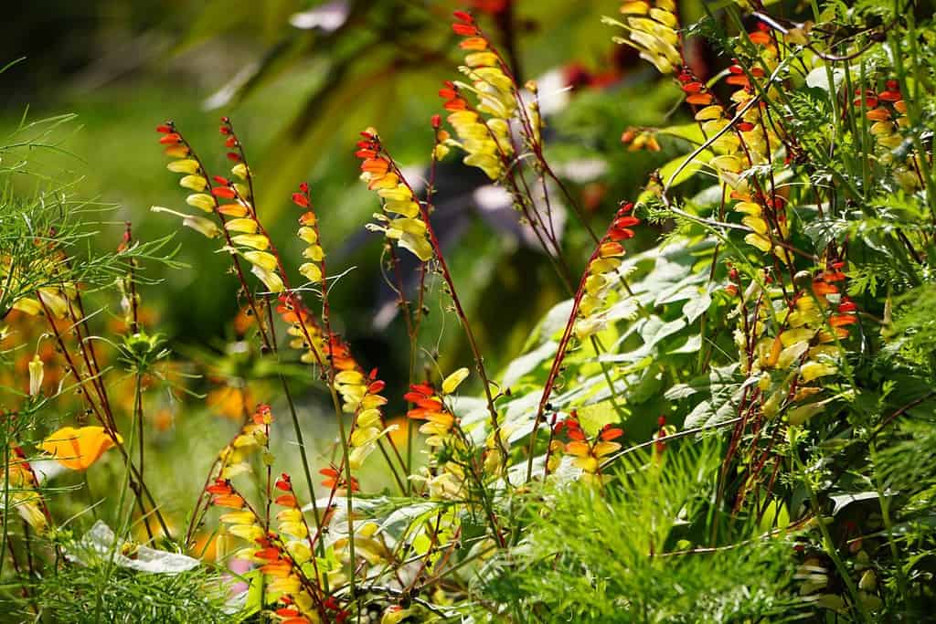 Ipomoea Lobata, The Fire Vine, Petardo Vine O Bandiera Spagnola - Precedentemente Mina Lobata.  Bellissimi fiori colorati nel giardino verde.