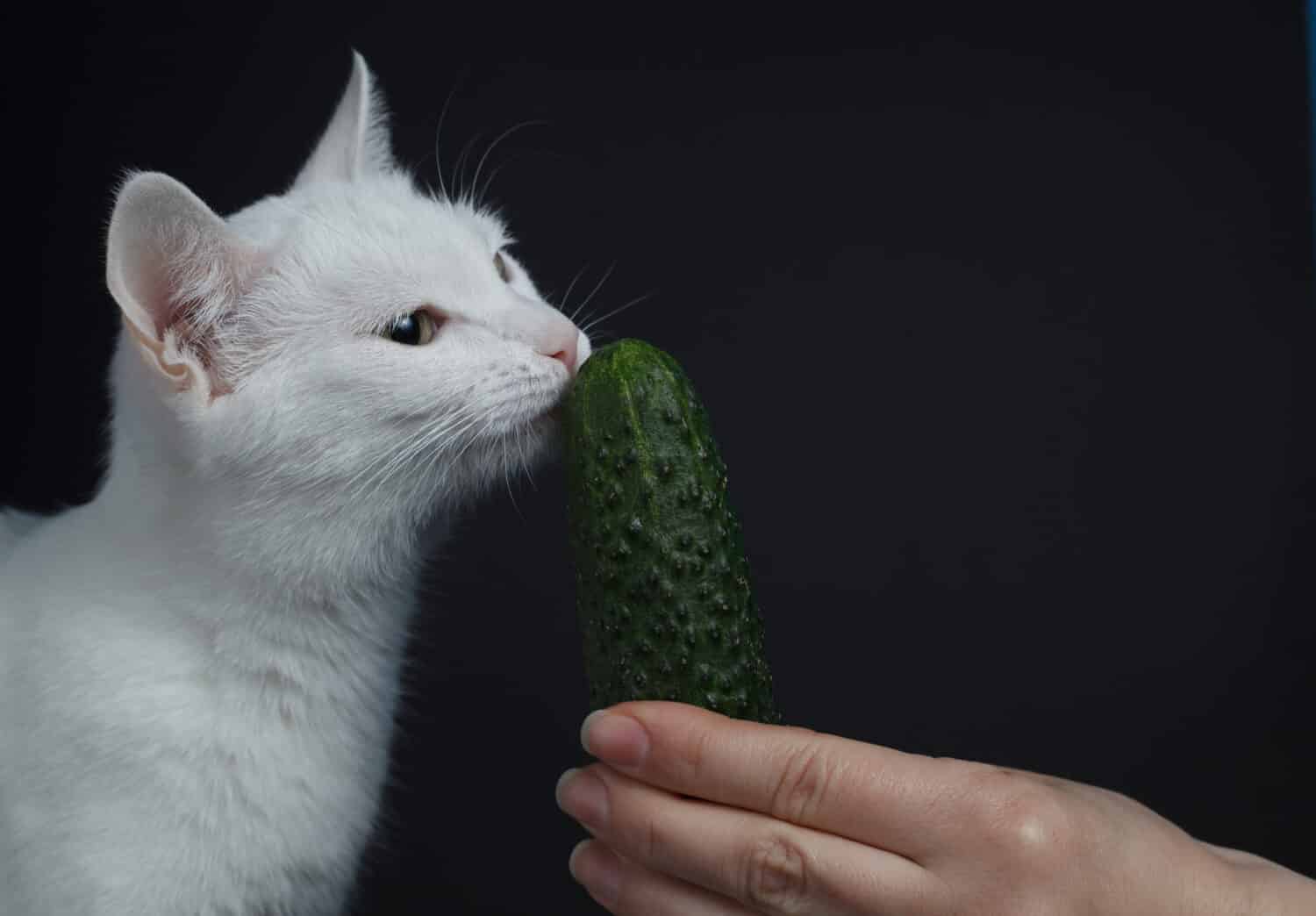Il gatto bianco morde e mangia un cetriolo verde che tiene una mano umana su uno sfondo nero