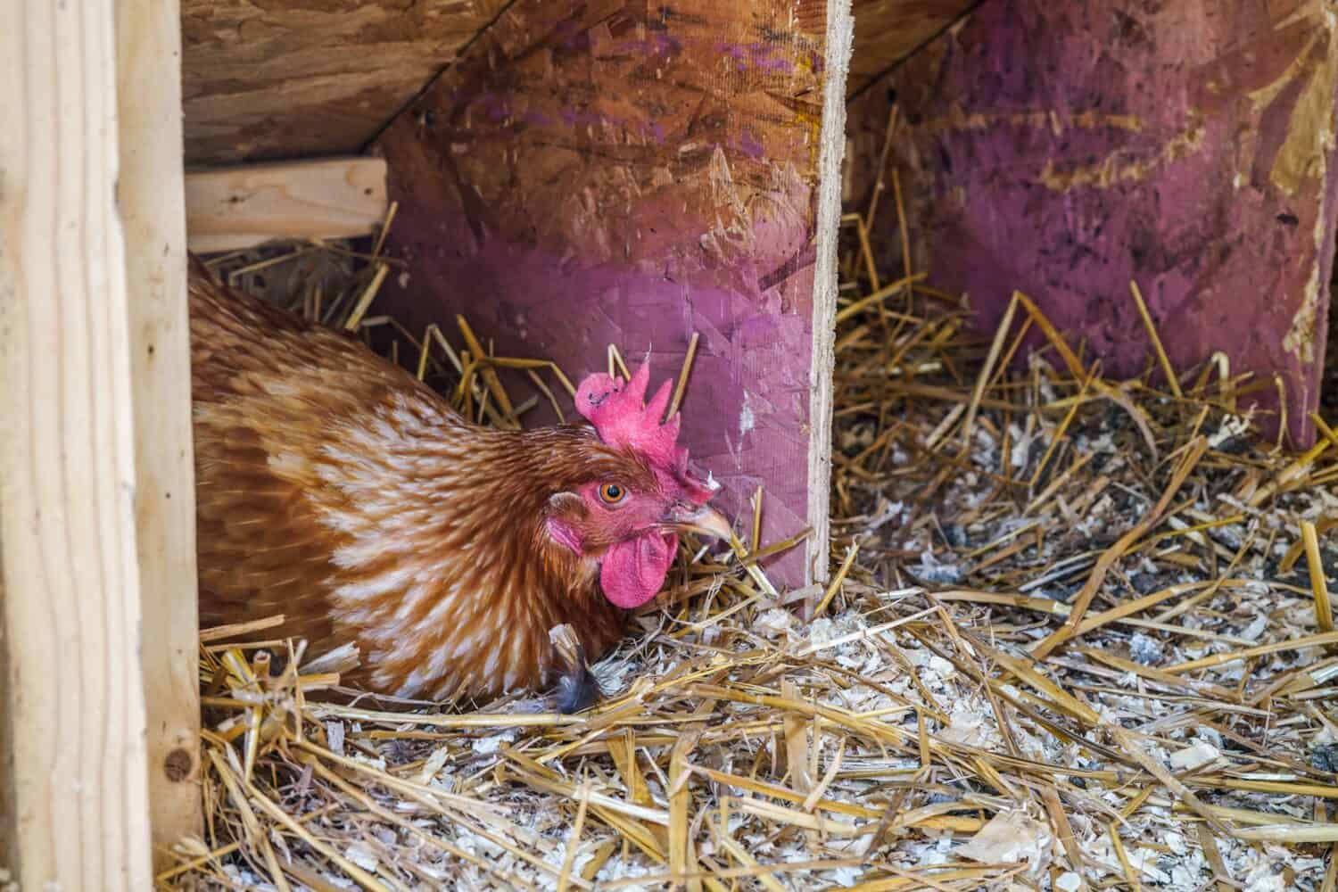 Regina della cannella, pollo rosso che depone un uovo nella scatola di nidificazione.