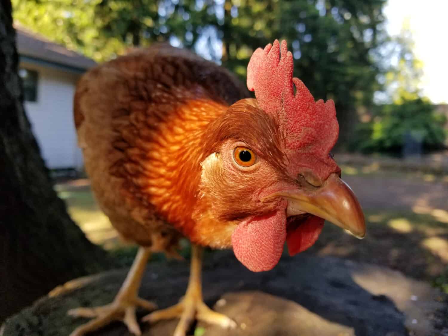 Cannella Queen Hen Sul Ceppo Di Albero