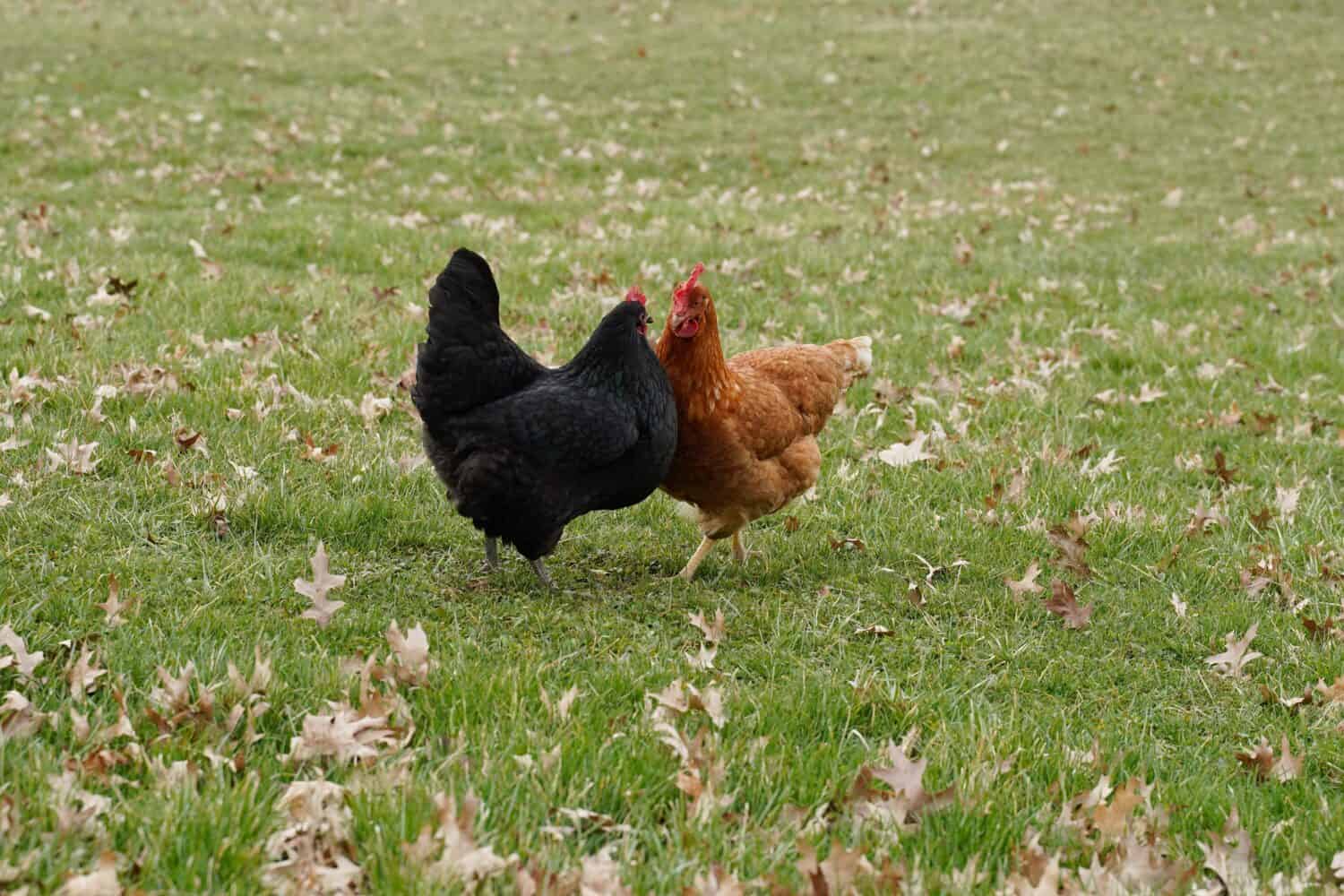 Un pollo Australorp e un pollo Cinnamon Queen si mostrano reciprocamente dominanti.