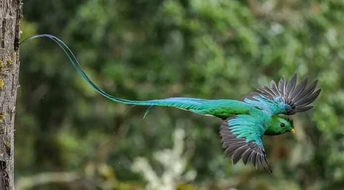 Maschio splendente quetzal volante
