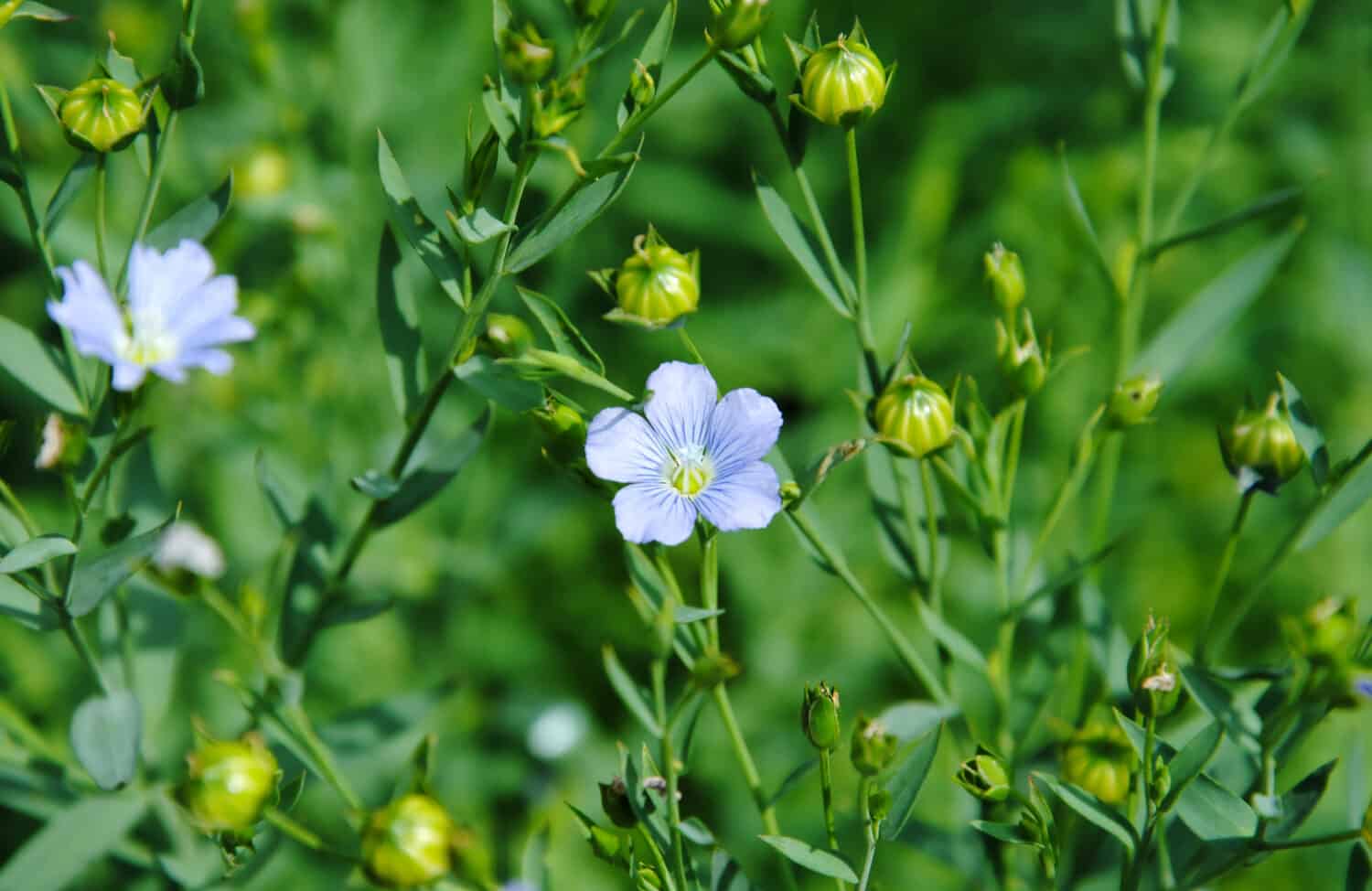 Primo piano dei fiori blu pallido di lino o semi di lino (Linum usitatissimum)
