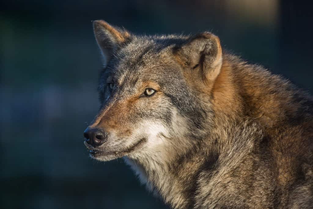 Lupo grigio misterioso (Canis lupus)