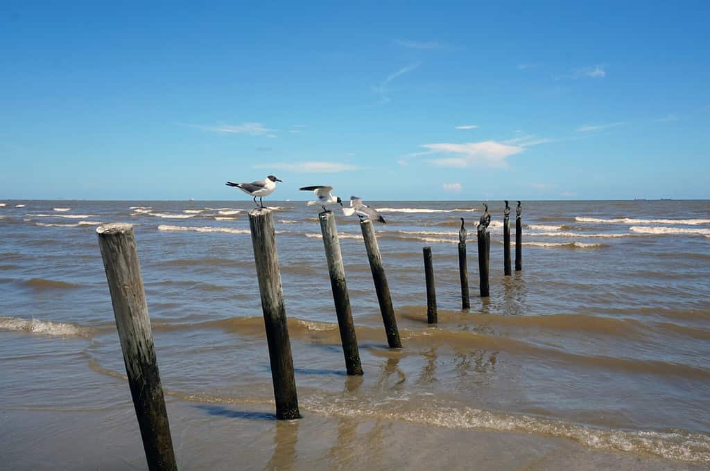 Spiaggia di Galveston, Texas