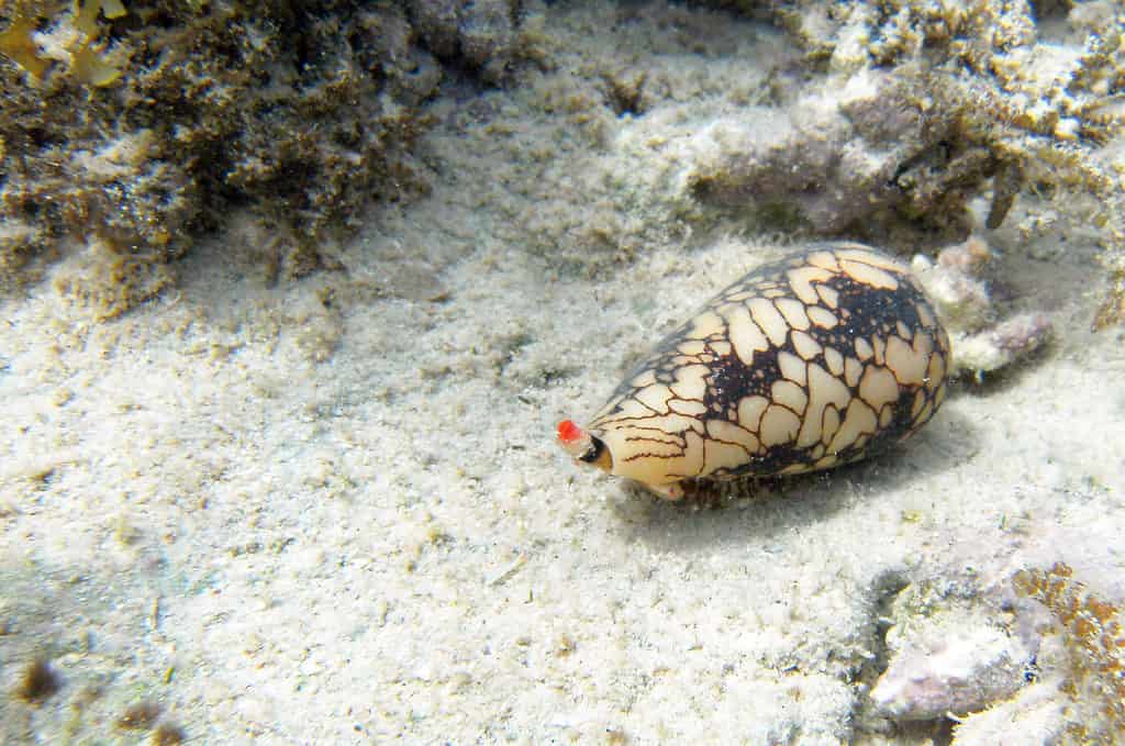 cono lumaca sul fondo dell'oceano