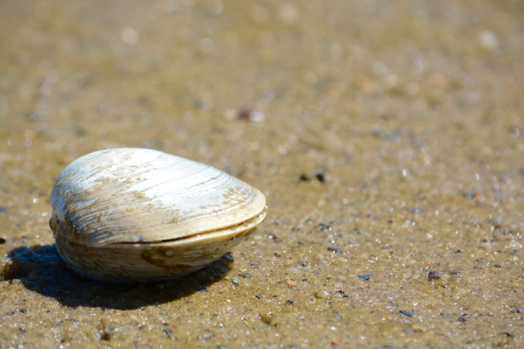 vongole quahog