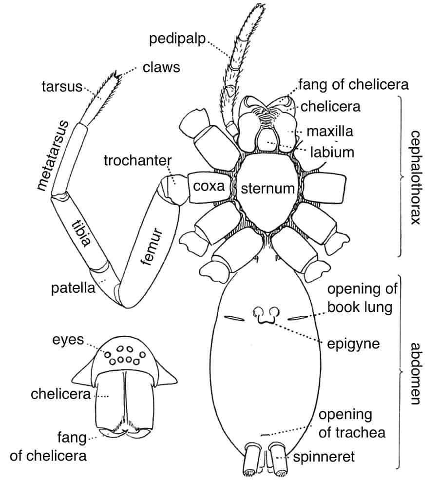 Anatomia esterna di un ragno.