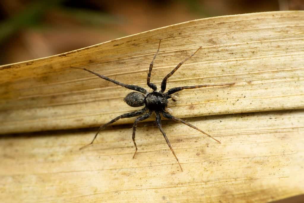 Ragno lupo nero, specie di lycosa, Satara, Maharashtra, India