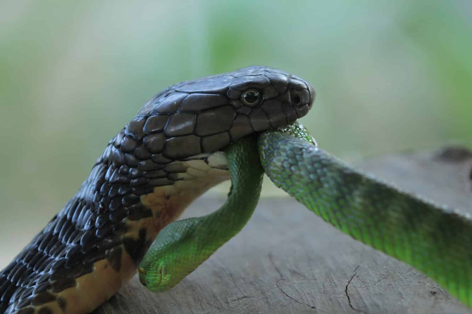 King Cobra mangia una velenosa vipera verde