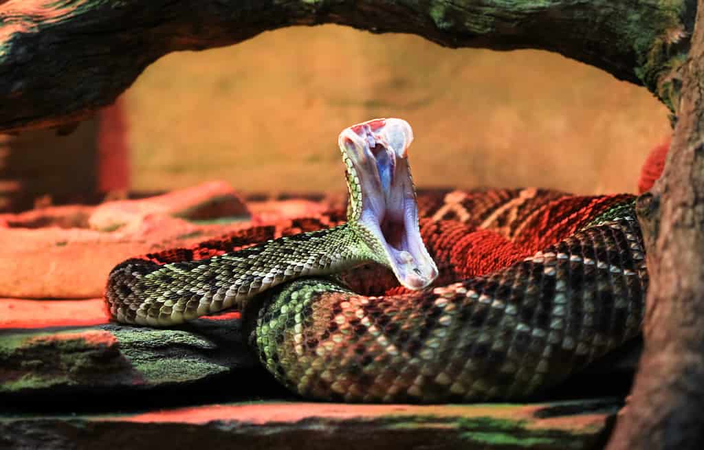 Un serpente a sonagli adulto dal dorso di diamante orientale ( Crotalus adamanteus ) a metà attacco, che rivela le sue zanne e la bocca interna.