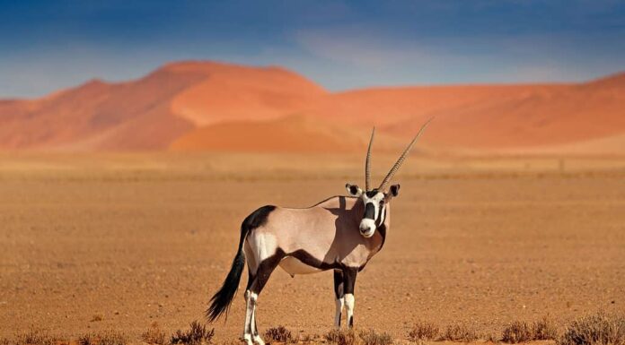 gemsbok nel deserto