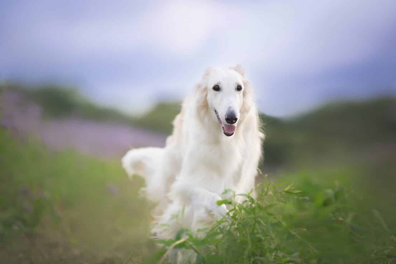 Ritratto di felice cane beige razza borzoi russo che corre nel campo dei fiori viola in estate.  Bellissimo e stupendo cane borzoi russo.  Fiore di Phacelia