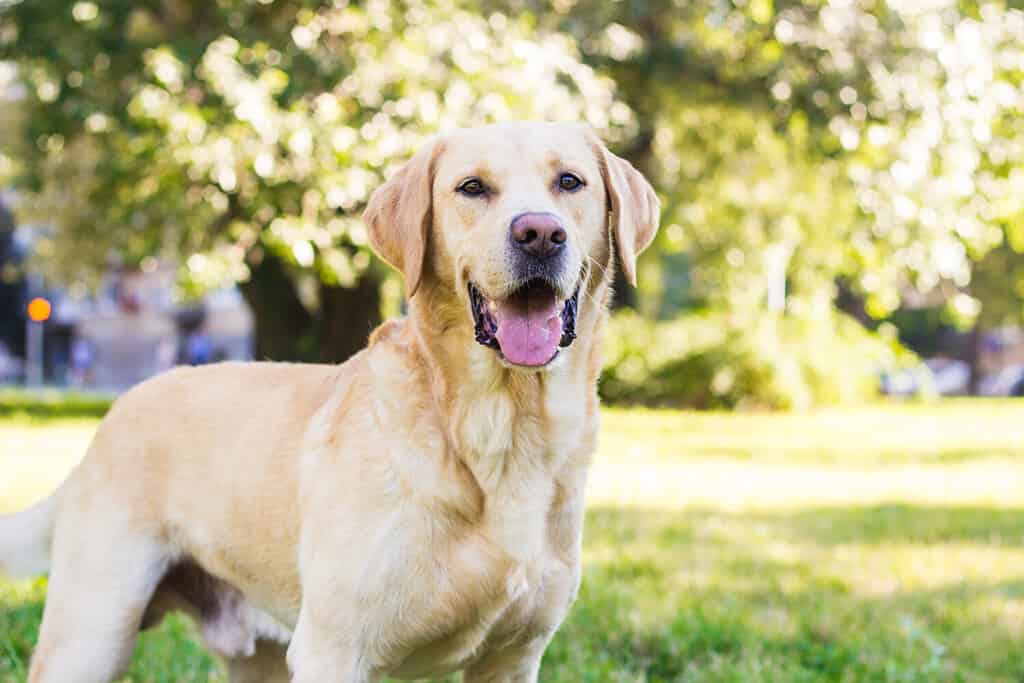 Sorridente cane labrador nel ritratto del parco cittadino.  Sorridendo e alzando lo sguardo, distogliendo lo sguardo