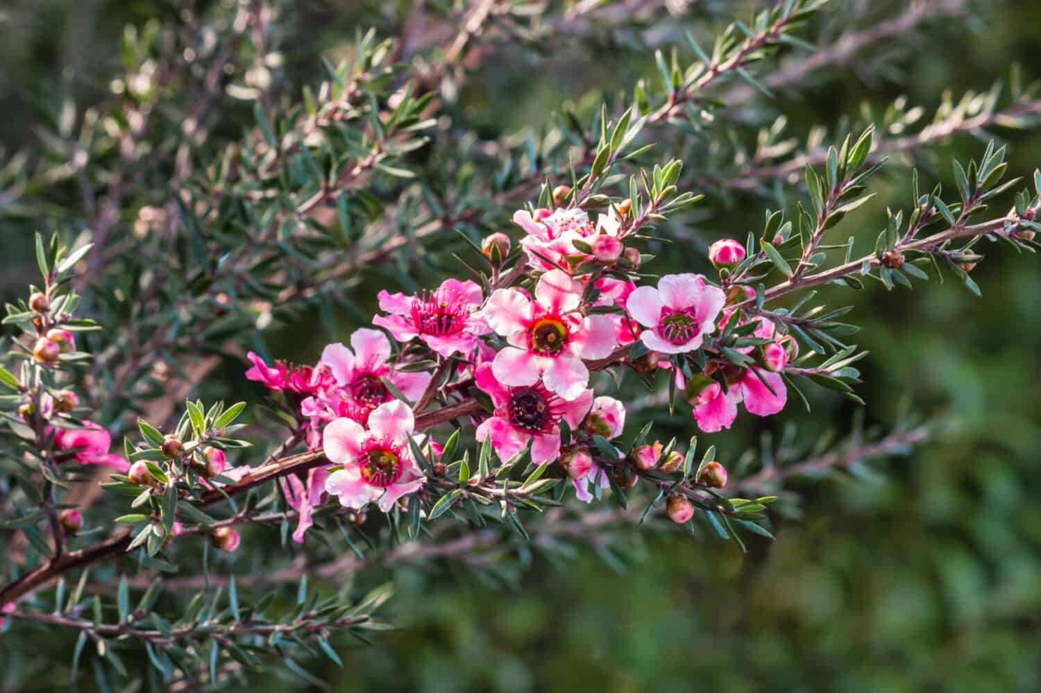 dettaglio del cespuglio dell'albero del tè della Nuova Zelanda con fiori rosa in fiore e sfondo sfocato