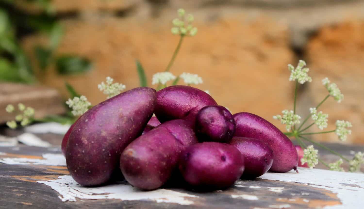 patate viola raccolto primo piano soft focus selettivo, verdure biologiche