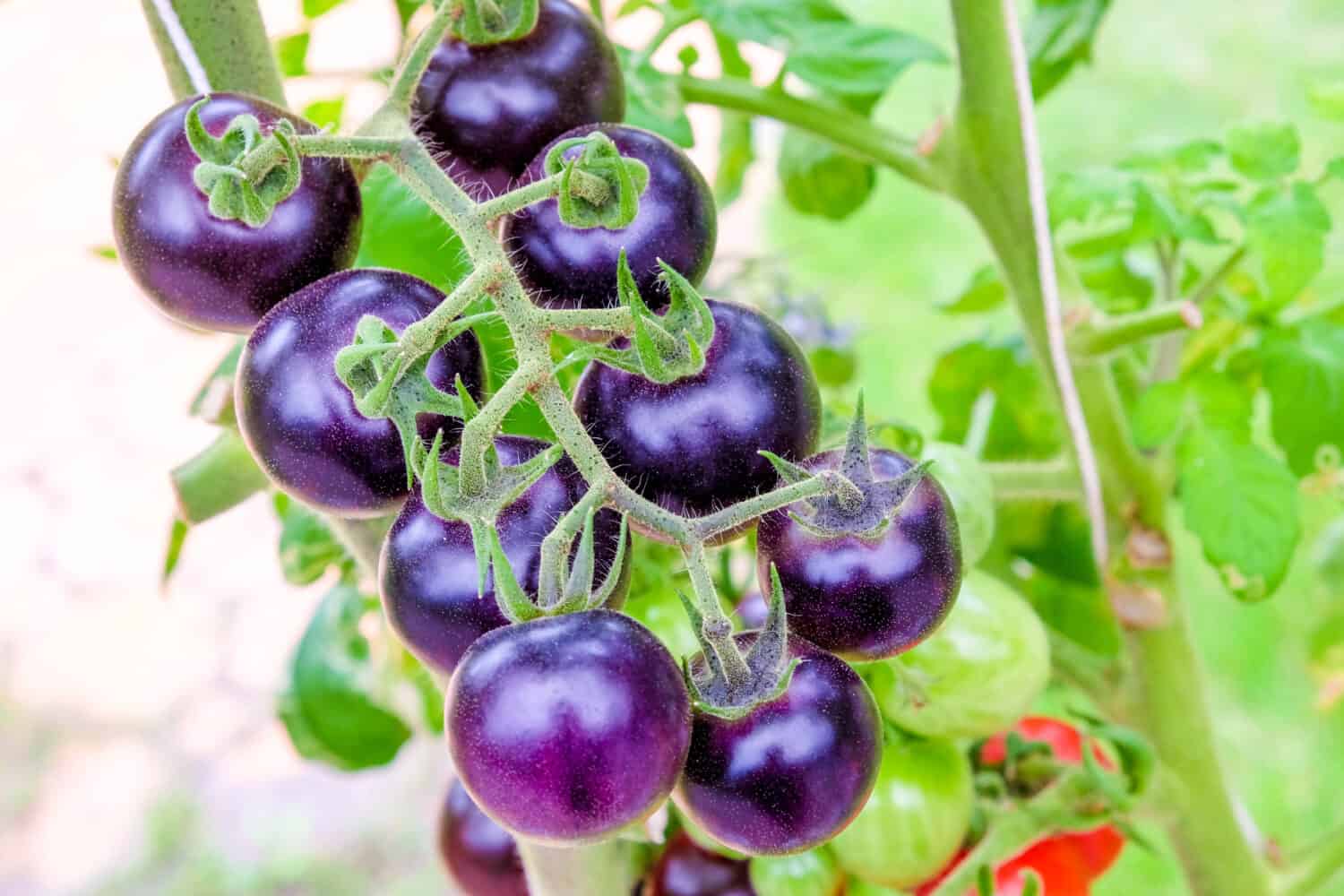 pomodori freschi di cimelio viola sulla vite in un giardino