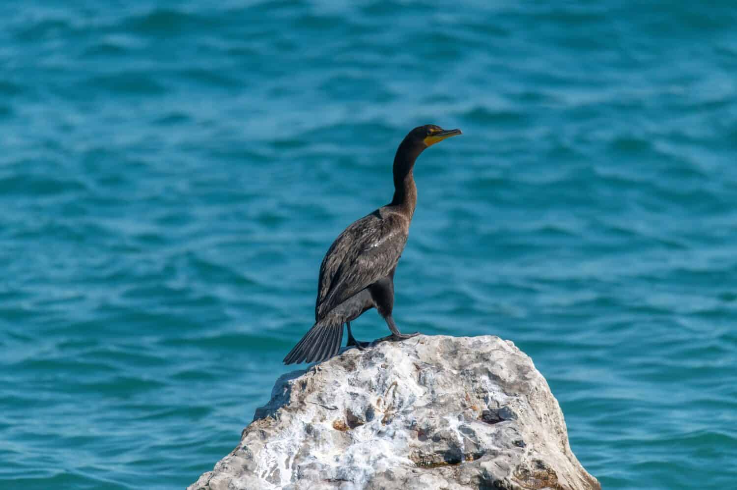 Un cormorano a doppia cresta siede su una roccia che prende il sole, vicino al fiume St. Clair a Port Huron, nel Michigan.