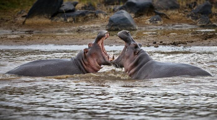 Due enormi ippopotami che combattono tra loro nello stagno, Masai Mara