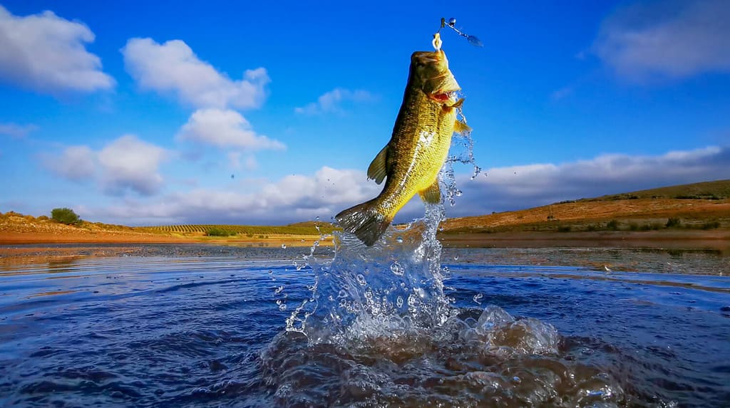 Big Bass Bocca larga - Pesca sul lago con cielo blu all'alba, alba