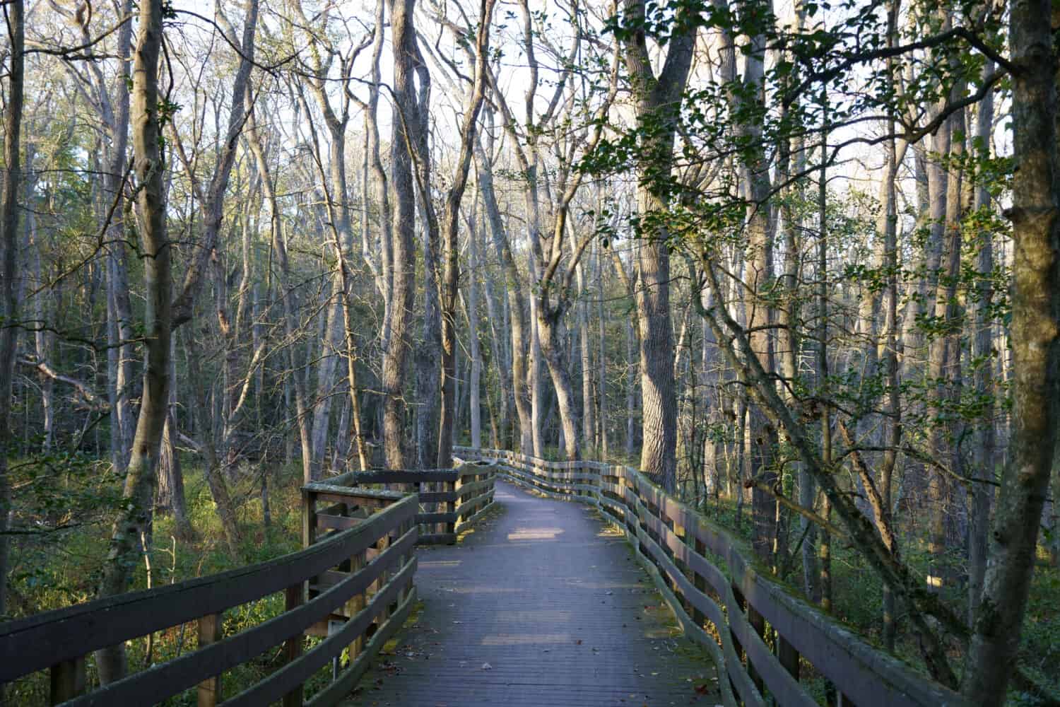 Sole che splende attraverso gli alberi sul lungomare nel parco statale di trap pond