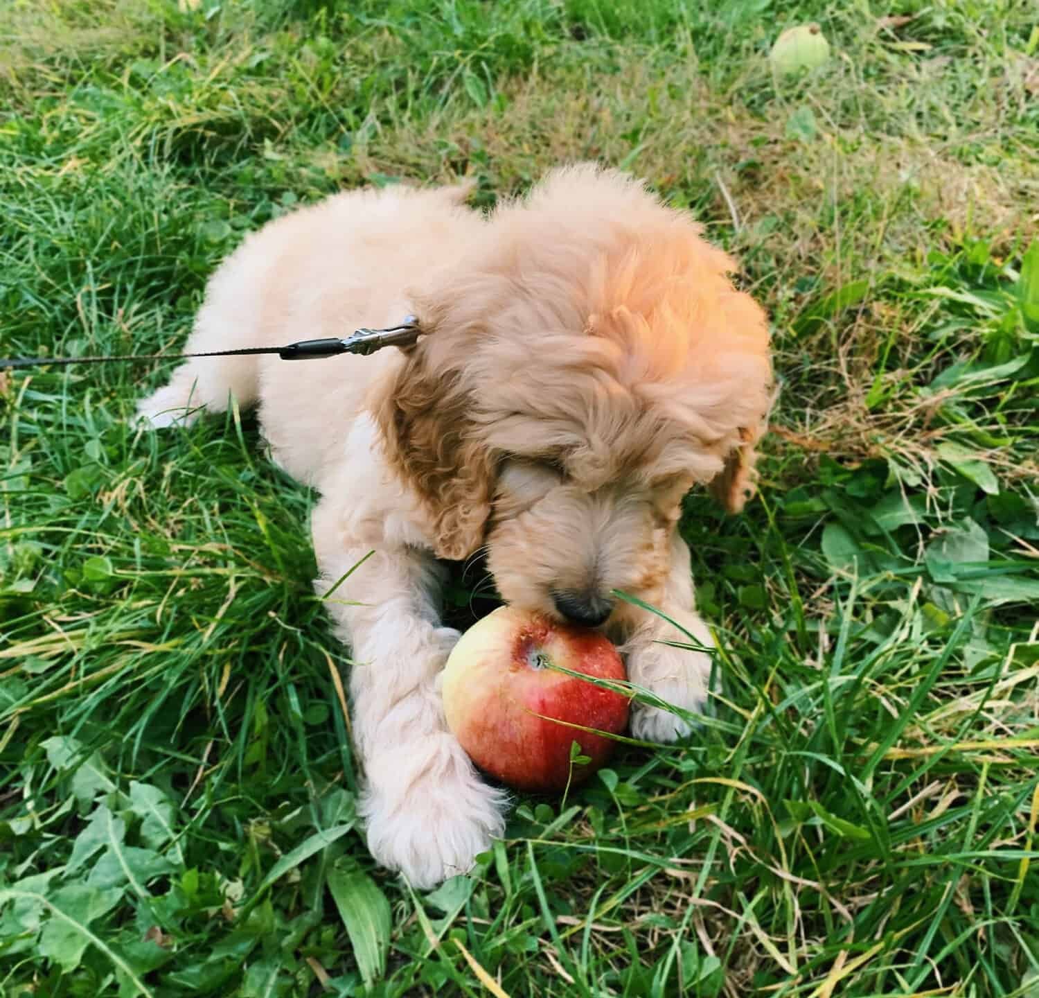 cucciolo di goldendoodle mangia una mela per la prima volta